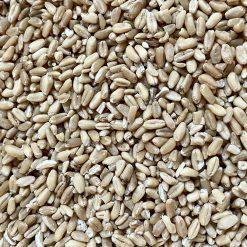hard Red Winter Wheat berries